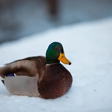 斯维泽霍夫伦策海德酒店 酒店